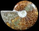 Polished, Agatized Ammonite (Cleoniceras) - Madagascar #54736-1
